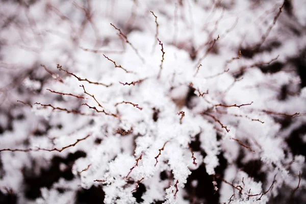 Detailní Záběr Suchých Větví Keřů Pokrytých Sněhem Ledem — Stock fotografie