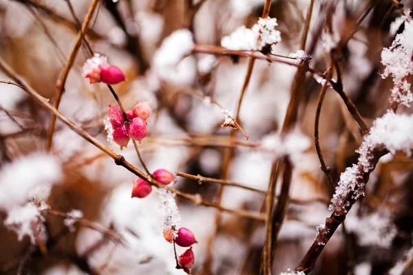 Fecho Ramo Com Bagas Vermelhas Cobertas Neve Observe Profundidade Rasa — Fotografia de Stock