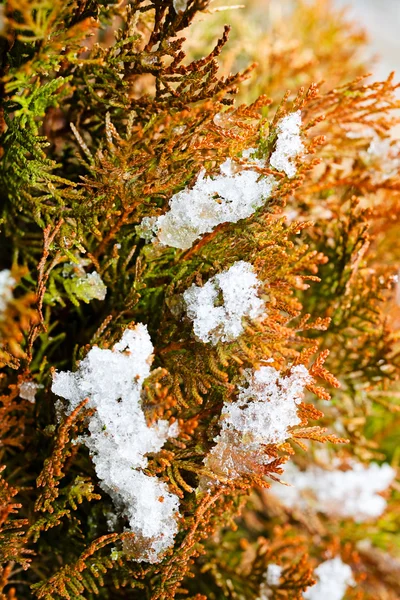 Closeup Galhos Vermelhos Thuja Árvore Coberta Neve — Fotografia de Stock