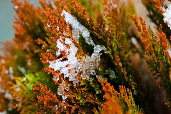 Κλείσιμο Των Κόκκινων Κλαδιών Του Δέντρου Thuja Καλυμμένων Χιόνι — Φωτογραφία Αρχείου