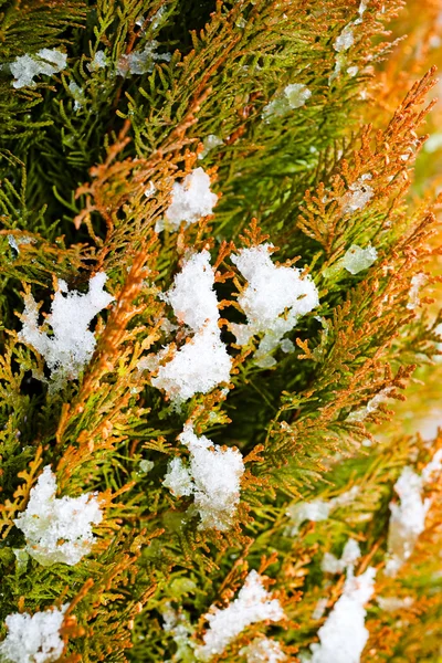 Крупный План Зеленых Ветвей Туджи Снегом — стоковое фото