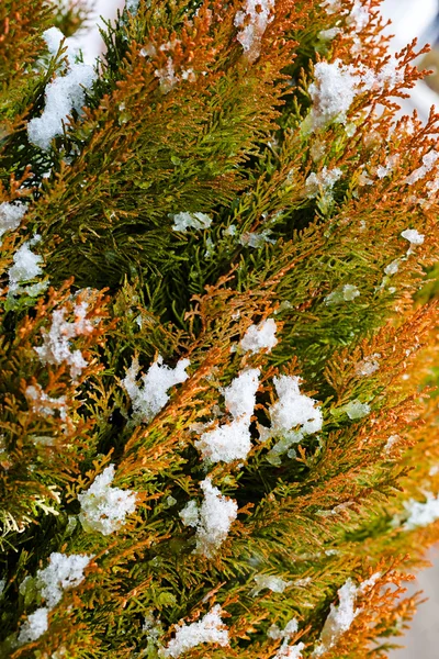 Мороз Снег Зеленой Туе — стоковое фото