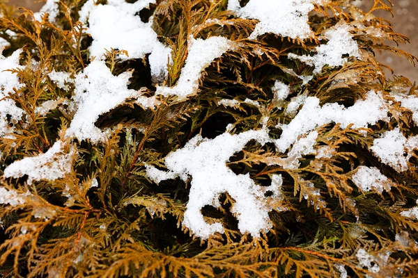 Сухие Ветви Туи Покрытые Снегом — стоковое фото