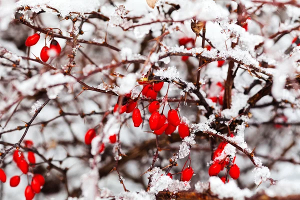 Гілка Червоними Ягодами Вкрита Снігом Морозний День Зверніть Увагу Неглибоку — стокове фото