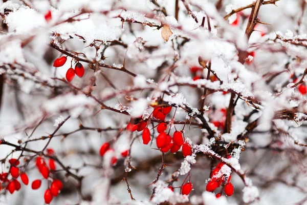 Rama Rosa Mosqueta Con Bayas Cubiertas Nieve Nota Poca Profundidad — Foto de Stock