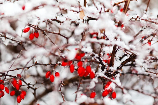 被雪覆盖的蔷薇丛的分枝 注意田野的浅层 — 图库照片
