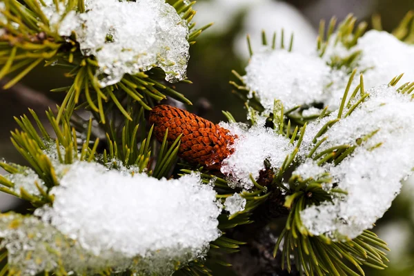 Fechar Ramos Pinheiro Com Cone Abaixo Neve — Fotografia de Stock