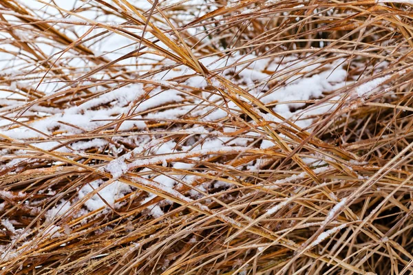 Сухая Ржаная Трава Покрытая Снегом — стоковое фото