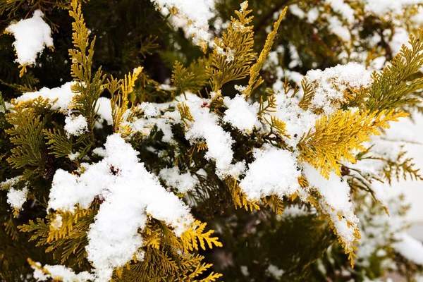 Зеленые Ветви Туи Снегом Зимний День — стоковое фото