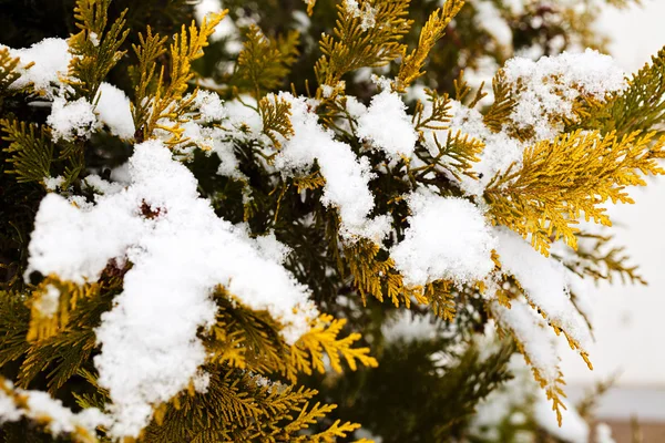 Зеленые Ветви Туи Снегом Зимний День — стоковое фото