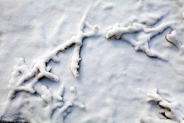 被雪覆盖的小分枝 — 图库照片