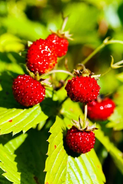 Wilde Aardbeien Plant Met Groene Bladeren Rijpe Rode Vruchten — Stockfoto