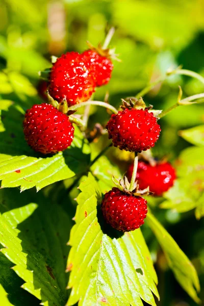 Wilde Aardbeien Plant Met Groene Bladeren Rijpe Rode Vruchten — Stockfoto