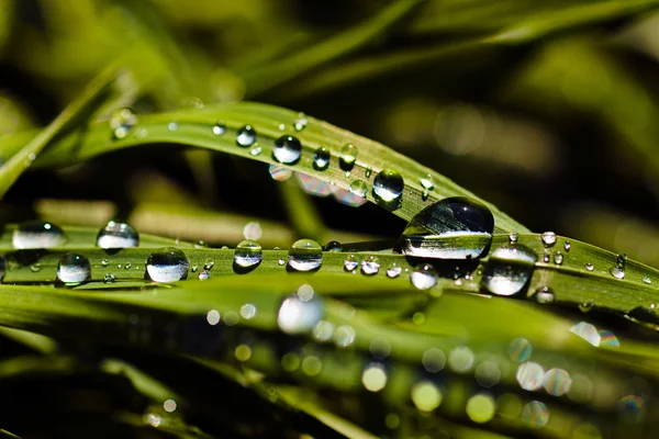 Regentropfen Auf Grünen Grashalmen Beachten Sie Die Flache Tiefe Des — Stockfoto