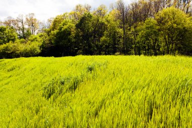 Güneşli bir günde bahar manzarası