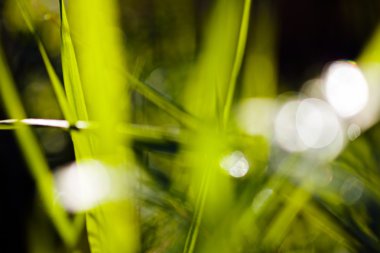 Güneşli soyut yeşil doğa arkaplanı,% 100 bulanık