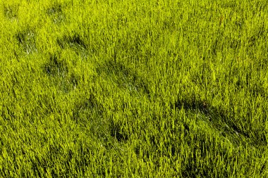 Güzel yeşil çimlerde ayak izleri.