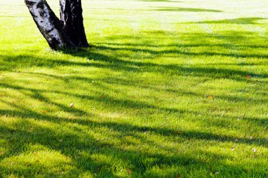 Güzel yeşil çimlerde ıssız bir ağaç.