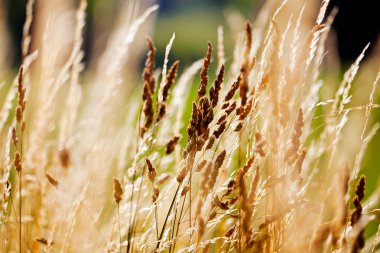 Çayır yakın çim kuru sap; dikkat edin sığ alan derinliği