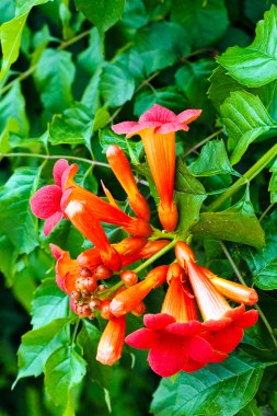 trompet asma çiçekleri