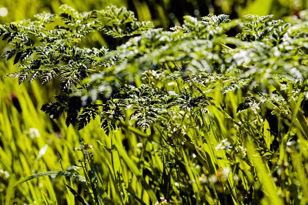 Afternoon Sun Meadow — Stock Photo, Image