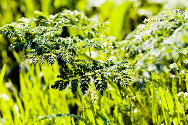 Fundo Prado Com Grama Selvagem Diferente Observe Profundidade Rasa Campo — Fotografia de Stock