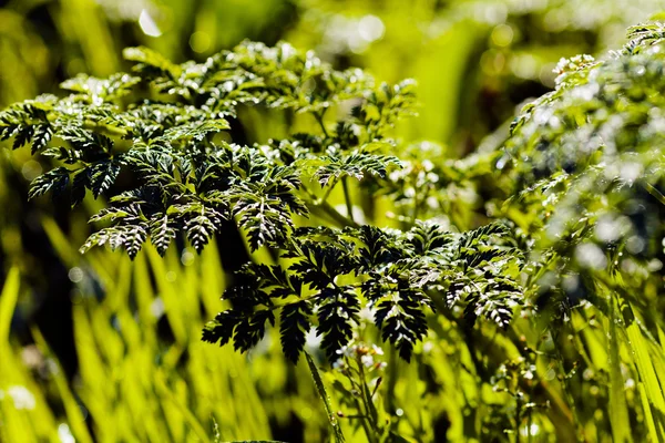 Fundo Prado Com Grama Selvagem Diferente Observe Profundidade Rasa Campo — Fotografia de Stock