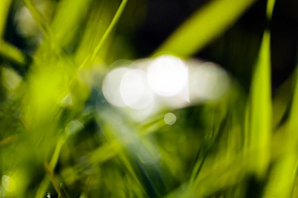 Sfocatura Delle Gocce Pioggia Sull Erba Verde Tenera Sfumata 100 — Foto Stock