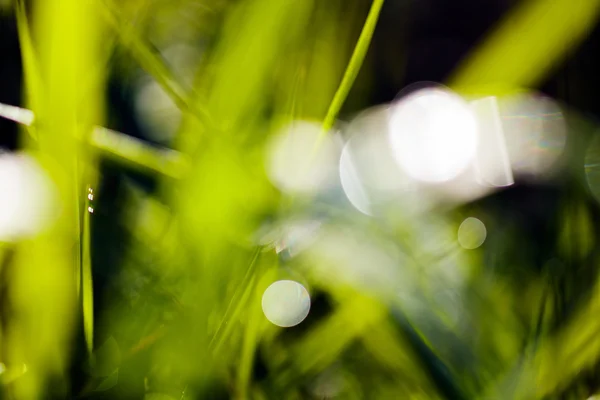 Erba Verde Bagnata Astratta Offuscata 100 — Foto Stock