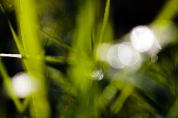 Роса Якій Зеленій Траві Природному Тлі Розмита 100 — стокове фото