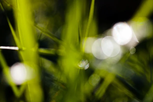 Rocío Sobre Hierba Verde Suave Sobre Fondo Natural Borrosa 100 —  Fotos de Stock