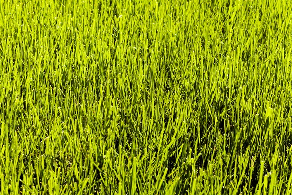 Fondo Hierba Verde Primavera Fresca — Foto de Stock