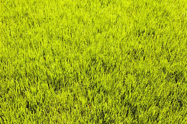 Fresh Spring Lawn Green Grass — Stock Photo, Image