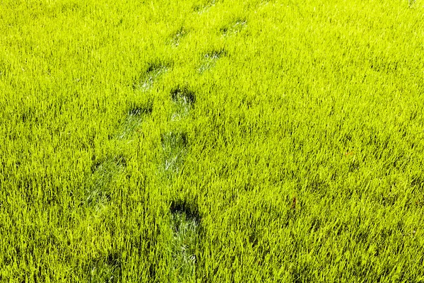 Huellas Frescas Hierba Verde — Foto de Stock