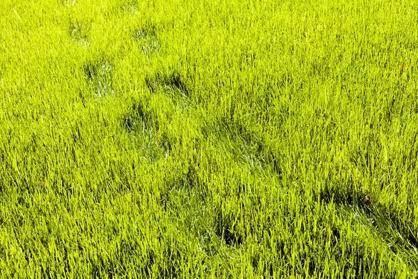 Ślad Kroków Pięknej Zielonej Trawie — Zdjęcie stockowe