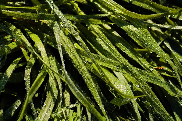 Closeup Fresh Green Grass Sod Rain — Stock Photo, Image