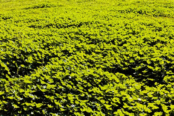 Lussureggiante Campo Trifoglio Verde — Foto Stock