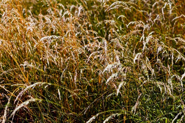 Torra Gräs Panikler Fältet — Stockfoto