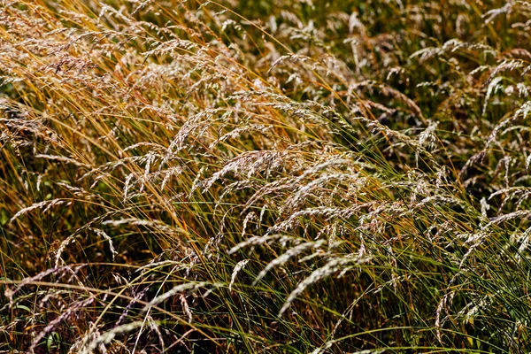 Grama Seca Panículas Campo — Fotografia de Stock