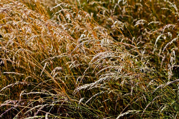 フィールド上の乾燥草の小胞 — ストック写真