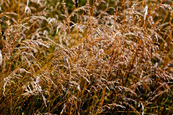 Closeup Autumn Yellowed Grass — 스톡 사진