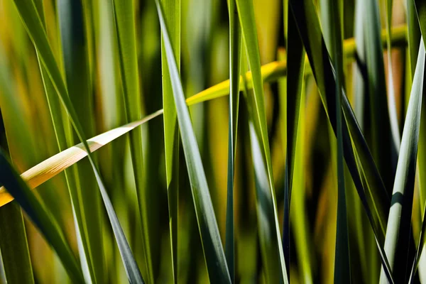 Lâminas Grama Verde Fundo Natural — Fotografia de Stock