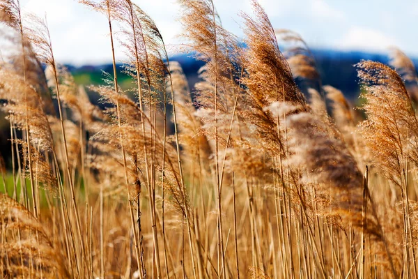 Reeds Campo Fundo Céu Azul Floresta — Fotografia de Stock