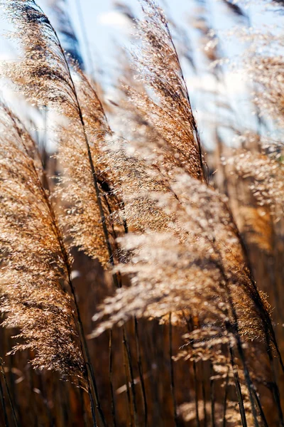 Reeds Campo Vento Contra Céu Azul — Fotografia de Stock