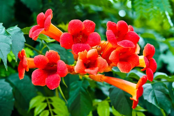 Trompet asma çiçekleri — Stok fotoğraf