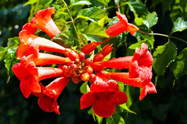 Trompet Sarmaşığının Güzel Kırmızı Çiçekleri — Stok fotoğraf