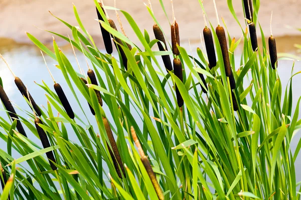 Bulrush Plantas Pântano — Fotografia de Stock