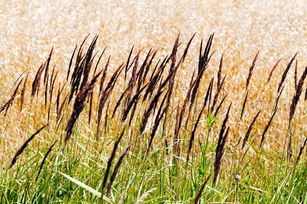 Reed Banco Pântano Dia Outono — Fotografia de Stock