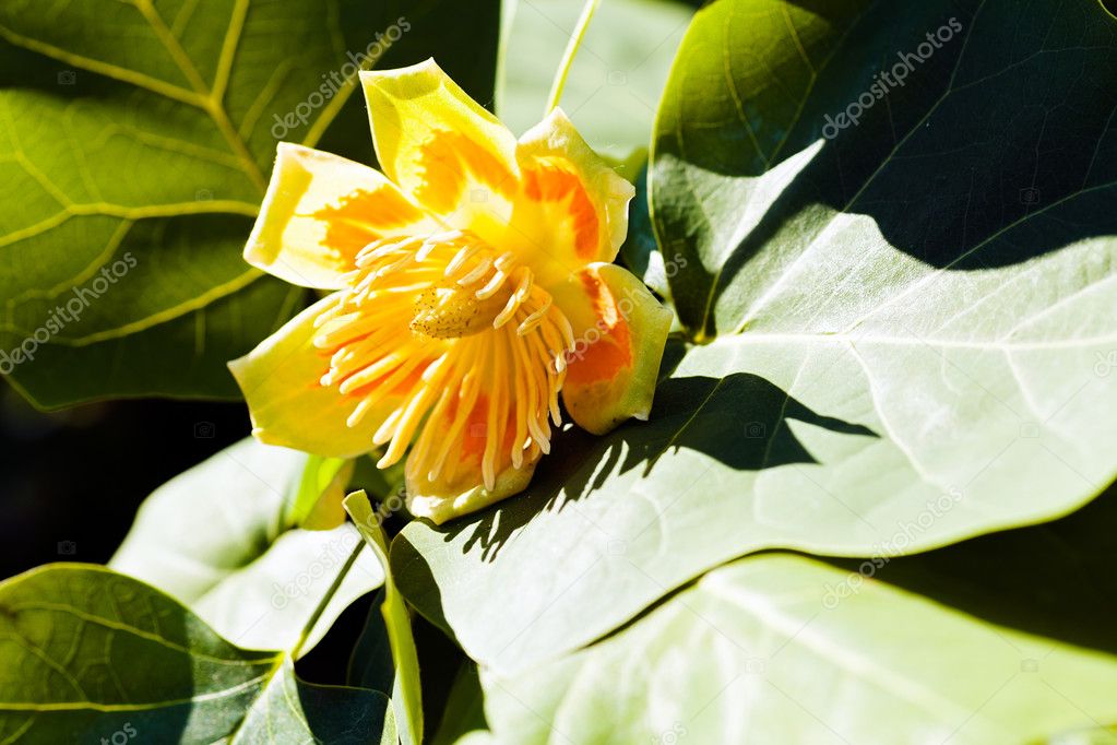 Tulip tree flower