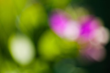 bitki soyutlama ışık almayan, arka plan bulanık